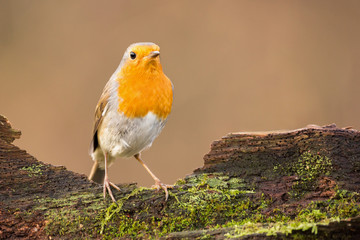 Erithacus rubecula. European robin sitting on the wooden stump in the forest. Wildlife