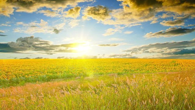 field of sunflowers on a background cloudy sky