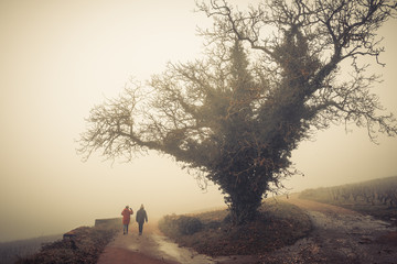 promenade hivernale dans les vignes