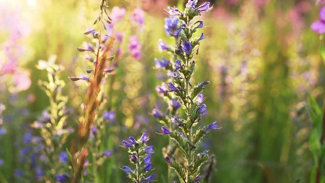 Panning of pink and blue wildflowers in the backlight of the golden morning sun with a bokeh effect. Harespeckle and Fireweed flowers.