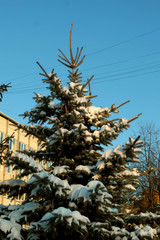 pine tree in snow