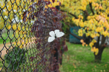 Tiny white butterfly Pieris Brassicae trapped into cobweb near wire mesh fence overgrown with red climbing plant and blurred yellow foliage tree nearby. Fragility concept. Beauty of nature