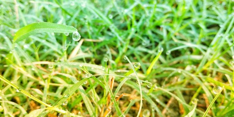 grass with water drops of dew