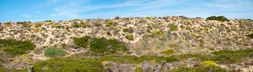 Fototapeta na wymiar landscape panorama sandy dunes, Costa Vicentina with blooming mediterranean vegetation