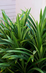 Fototapeta premium Pandan plant in organic farm