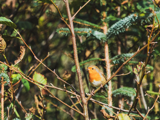 Red Breasted Robin 