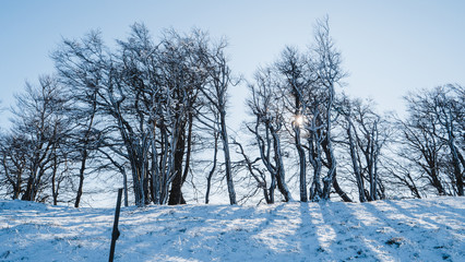 Trees in a winter landscape