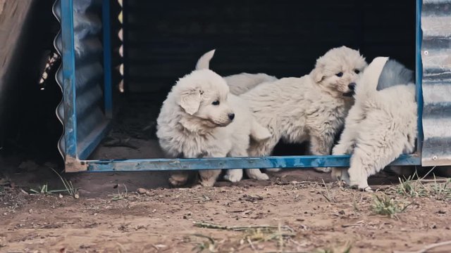 An adorable litter of white puppies leave their kennel for the first time in slow motion