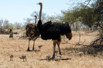 Autruche d'Afrique, couple et jeunes, Struthio camelus, Common Ostrich, Parc national Kalahari, Afrique du Sud