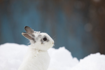 white female rabbit in the snow