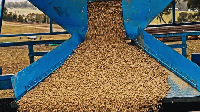 A farmer opens a chute and grain pellets flood into an animal feeding trough, slow motion, rich texture