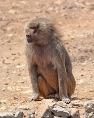 Сute monkey. Baboon.