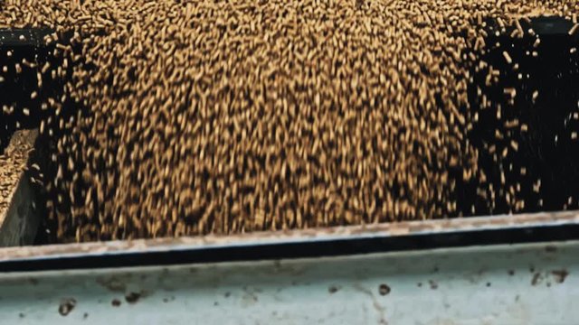 A farmer scoops pellets into the trough to fill it with duck feed
