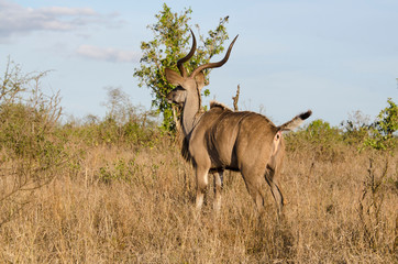 Grand koudou, mâle, Tragelaphus strepsiceros, Afrique du Sud