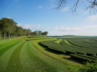  Choui Fong Tea Plantation Chiangrai