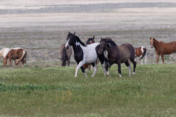 Obraz premium Wild Horses in the Utah Desert in Spring