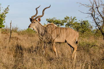 Grand koudou, mâle, Tragelaphus strepsiceros, Afrique du Sud