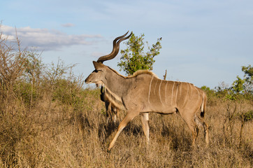 Grand koudou, mâle, Tragelaphus strepsiceros, Afrique du Sud
