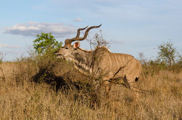 Grand koudou, mâle, Tragelaphus strepsiceros, Afrique du Sud