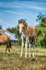 Obraz premium Horses graze on a farm field. Photographed close-up.