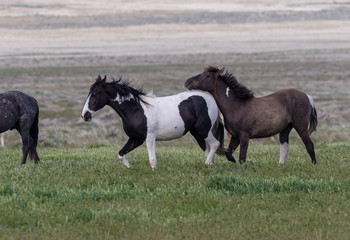 Obraz premium Wild Horses in the Utah Desert in Spring