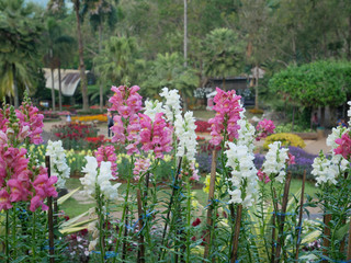 flowers in the garden,Doi Tung, Chiang Rai Province, Thailand