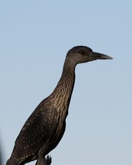 Juvenile Yellow-crowned Night Heron in the shadows