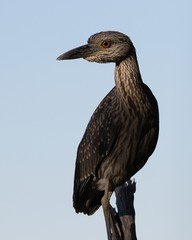 Juvenile Yellow-crowned Night Heron in the shadows
