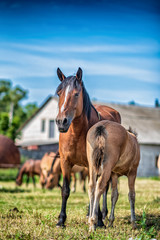 Naklejka na ściany i meble Horses graze on a farm field. Photographed close-up.