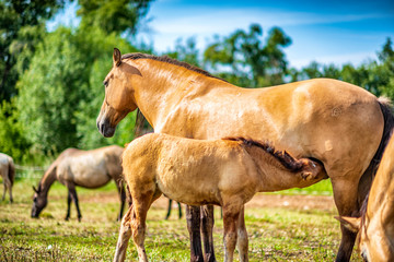 Obraz na płótnie Canvas Horses graze on a farm field. Photographed close-up.