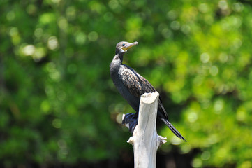 Cormorant (Phalacrocorax carbo). Madu Ganga River, Sri Lanka