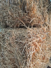 lots of fresh yellow hay stacks for animals