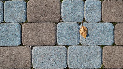  birch leaf on paving slabs
