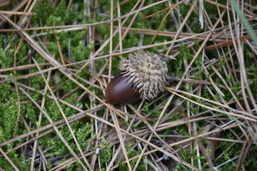 Obraz premium acorns on the grass in the woods