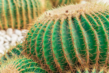 Big Cactus plant. close up photo