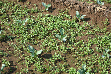 Cabbage field or farm, Green cabbages in the agriculture field