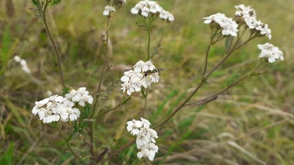Fototapeta premium Wasp on a yarrow