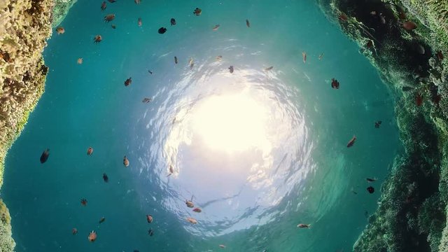 Tropical Fishes on Coral Reef, underwater scene. Camiguin, Philippines. Travel vacation concept