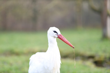Wei&szlig;storch
