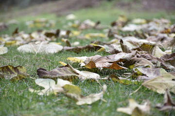 leaves on the grass