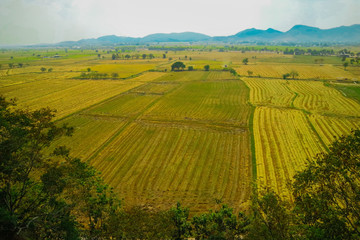 Fototapeta na wymiar rural landscape with wheat field