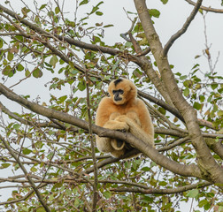 golden gibbon sitting on a tree