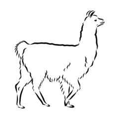 Naklejka na ściany i meble vector illustration of a lama alpaca 