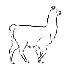 vector illustration of a lama alpaca 