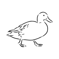 duck isolated on white background