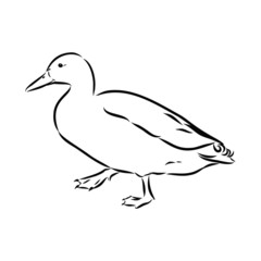duck isolated on white background