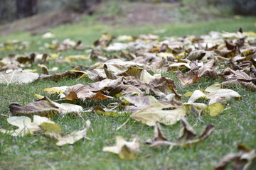 autumn leaves on the ground