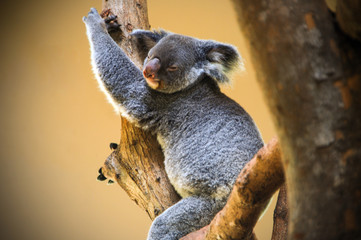 koala in a tree
