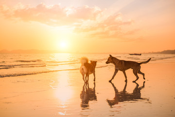 Two dogs playing together on the beach with sunset.