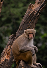 Isolated monkey seating on a tree